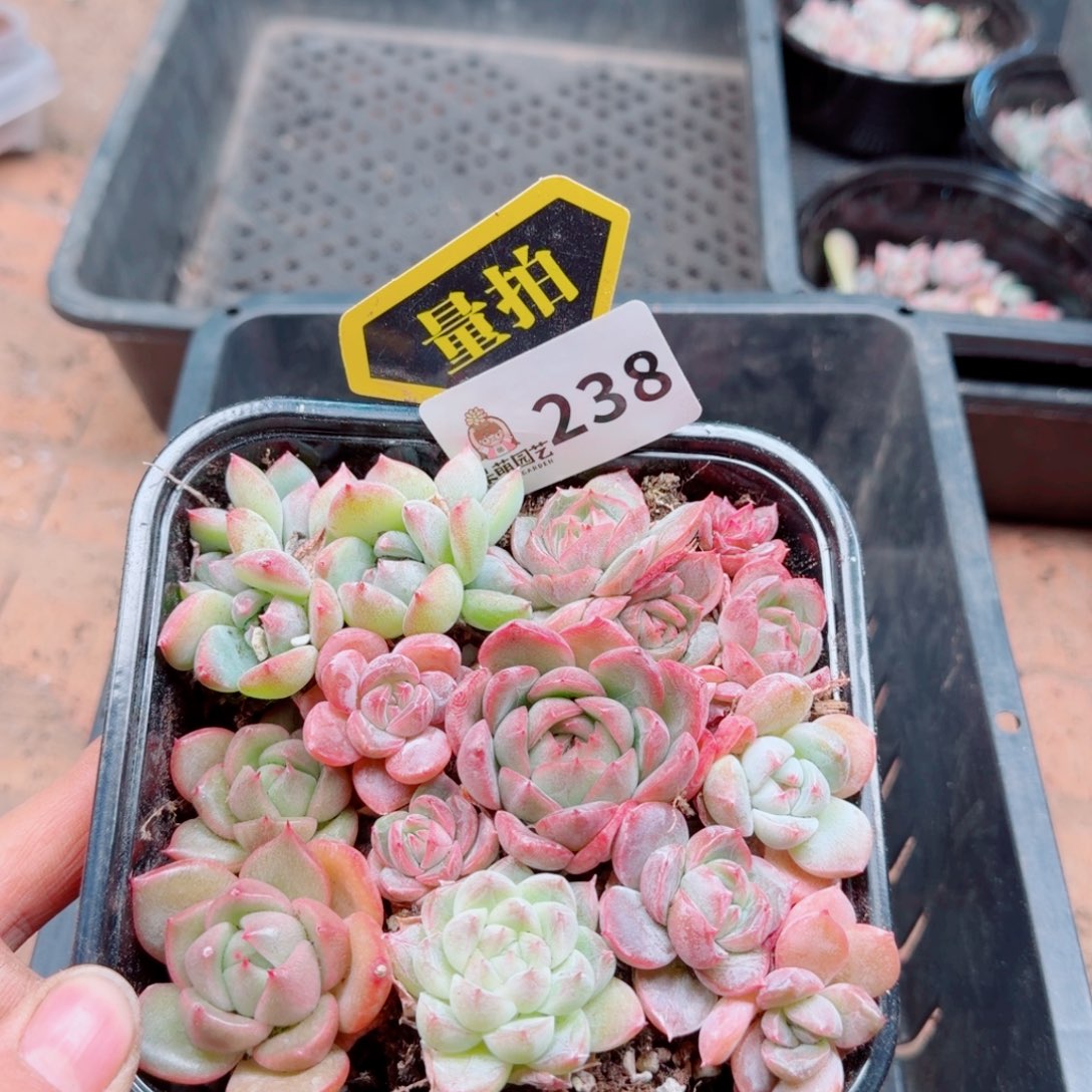 多肉植物多肉植物