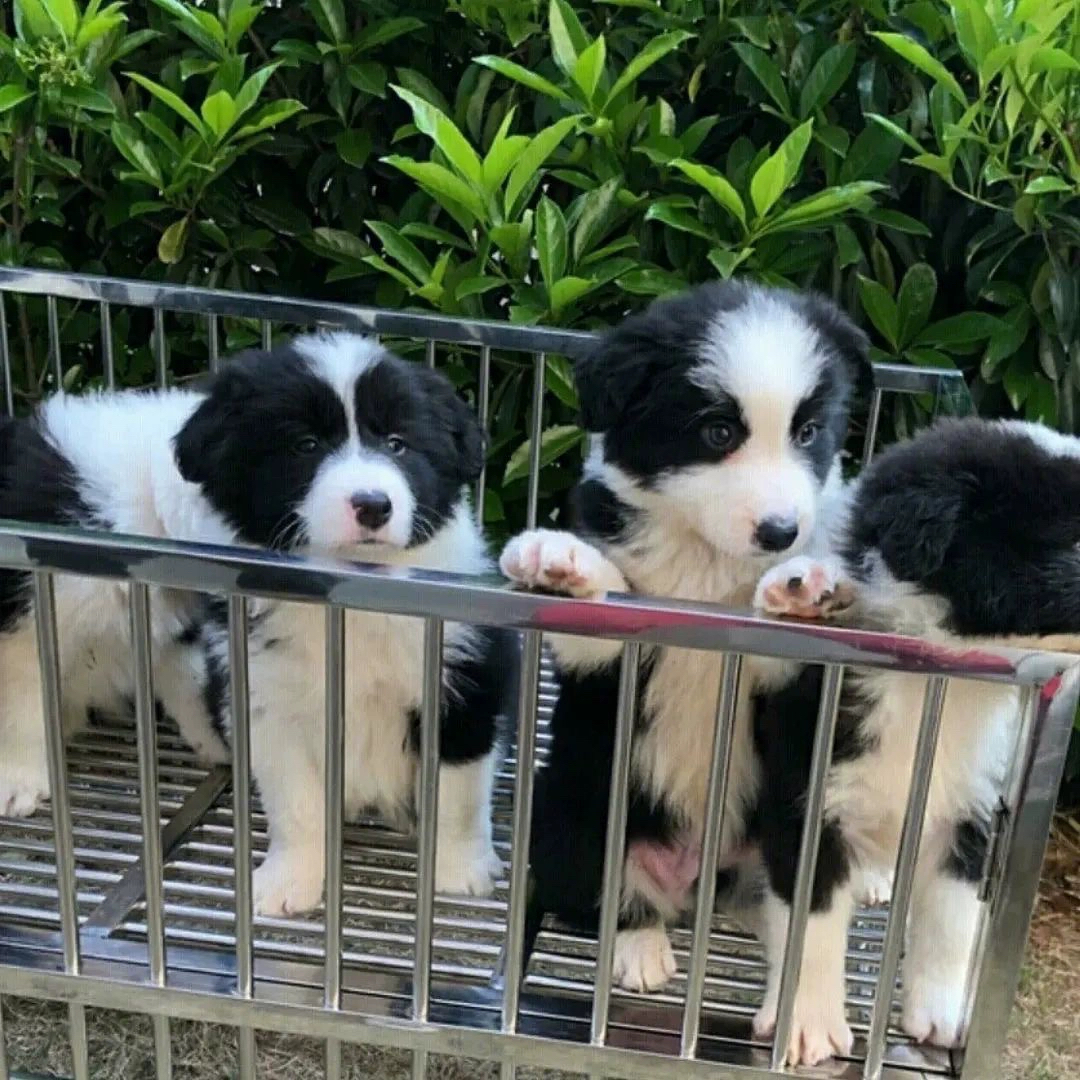 纯种边牧幼犬七白三通中型犬黑白金边陨石色边境牧羊犬活体宠物狗