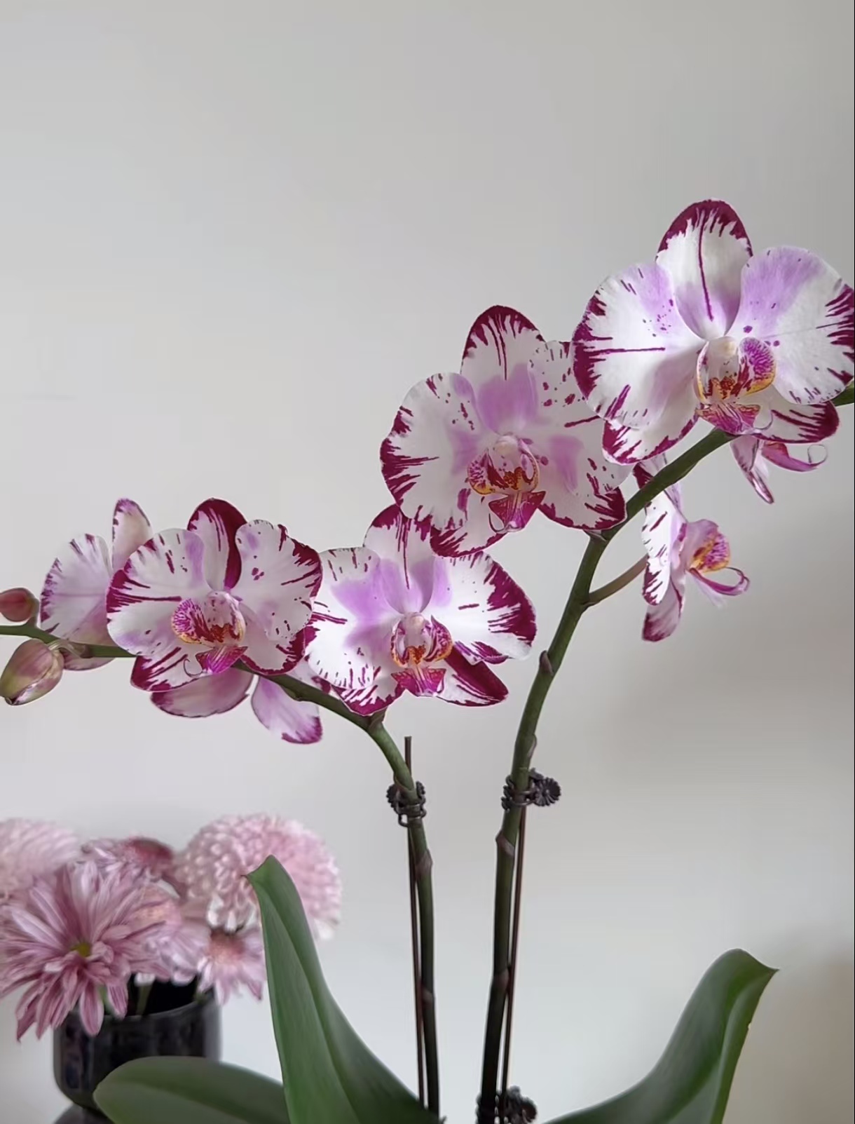 蝴蝶兰-魔术师花苞株3.0寸杯（闪电系列易返祖 花苞株到货缓苗）