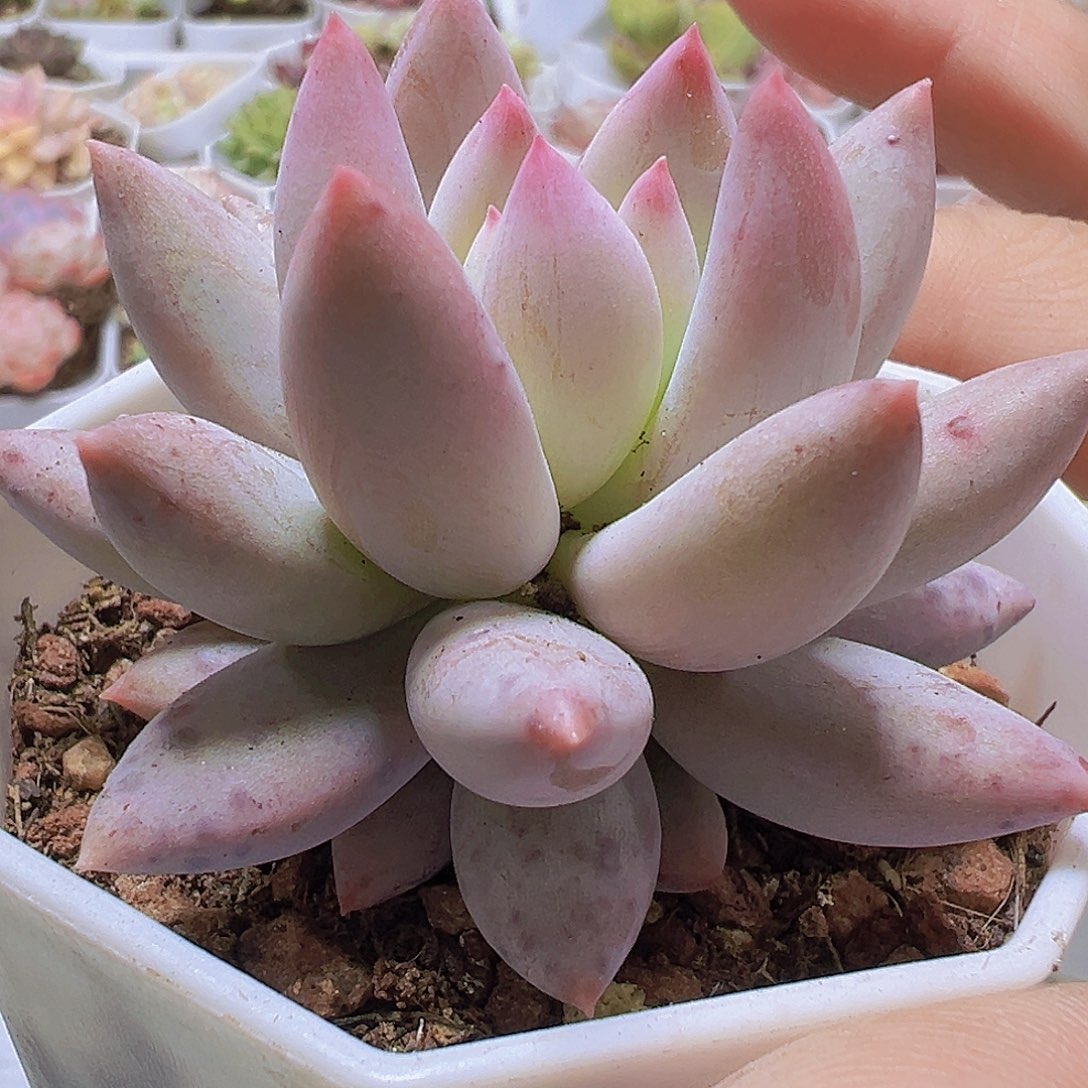 大f4带盆发货19包邮