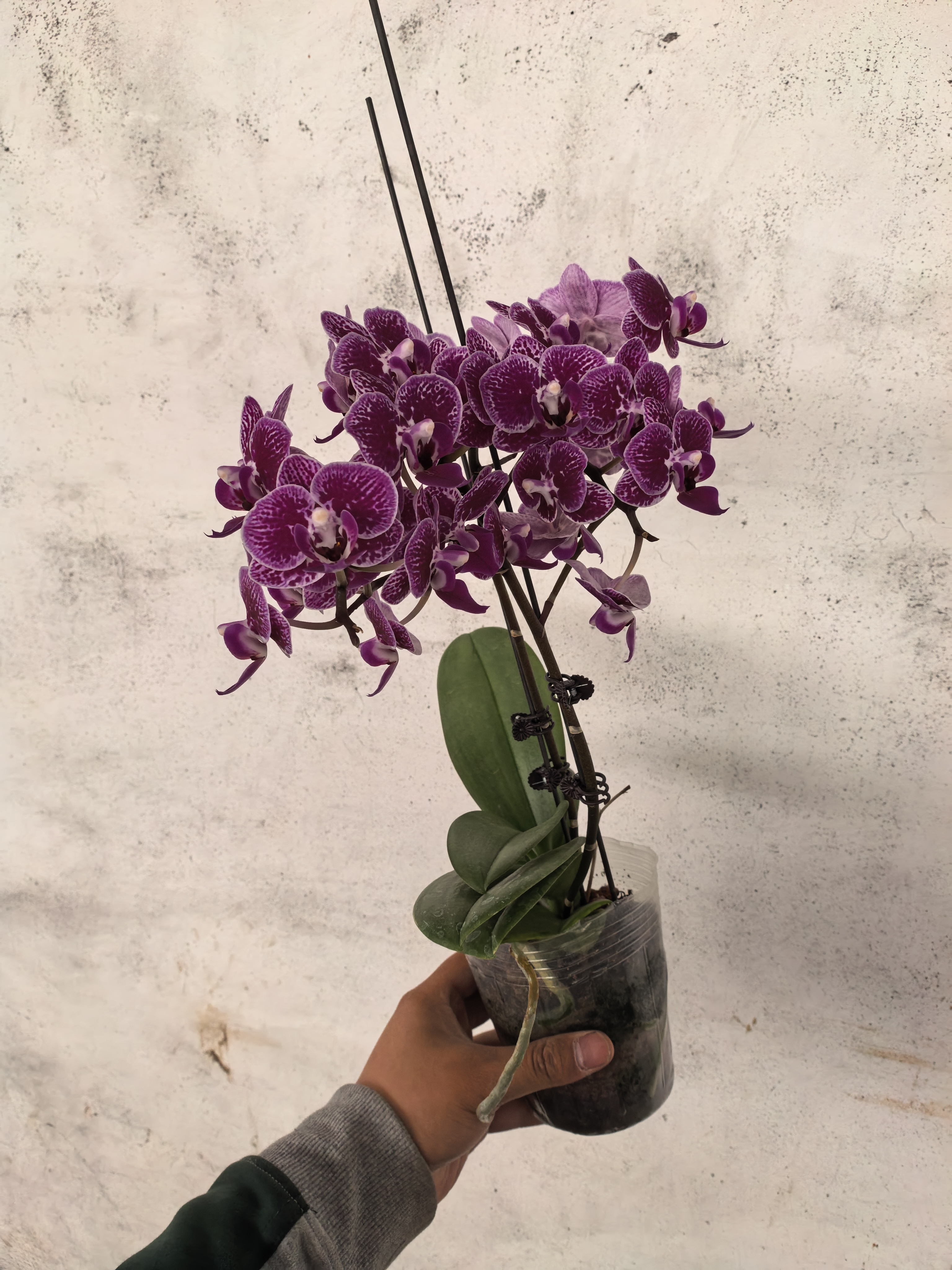 蔓越莓，蝴蝶兰3.5寸杯开花株，双花剑