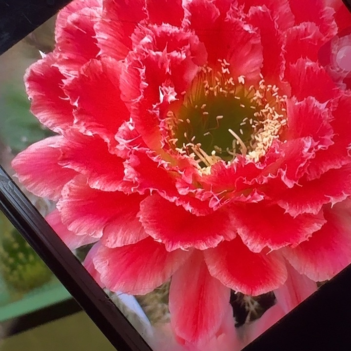 蒙娜丽莎侧芽5公分毛花柱