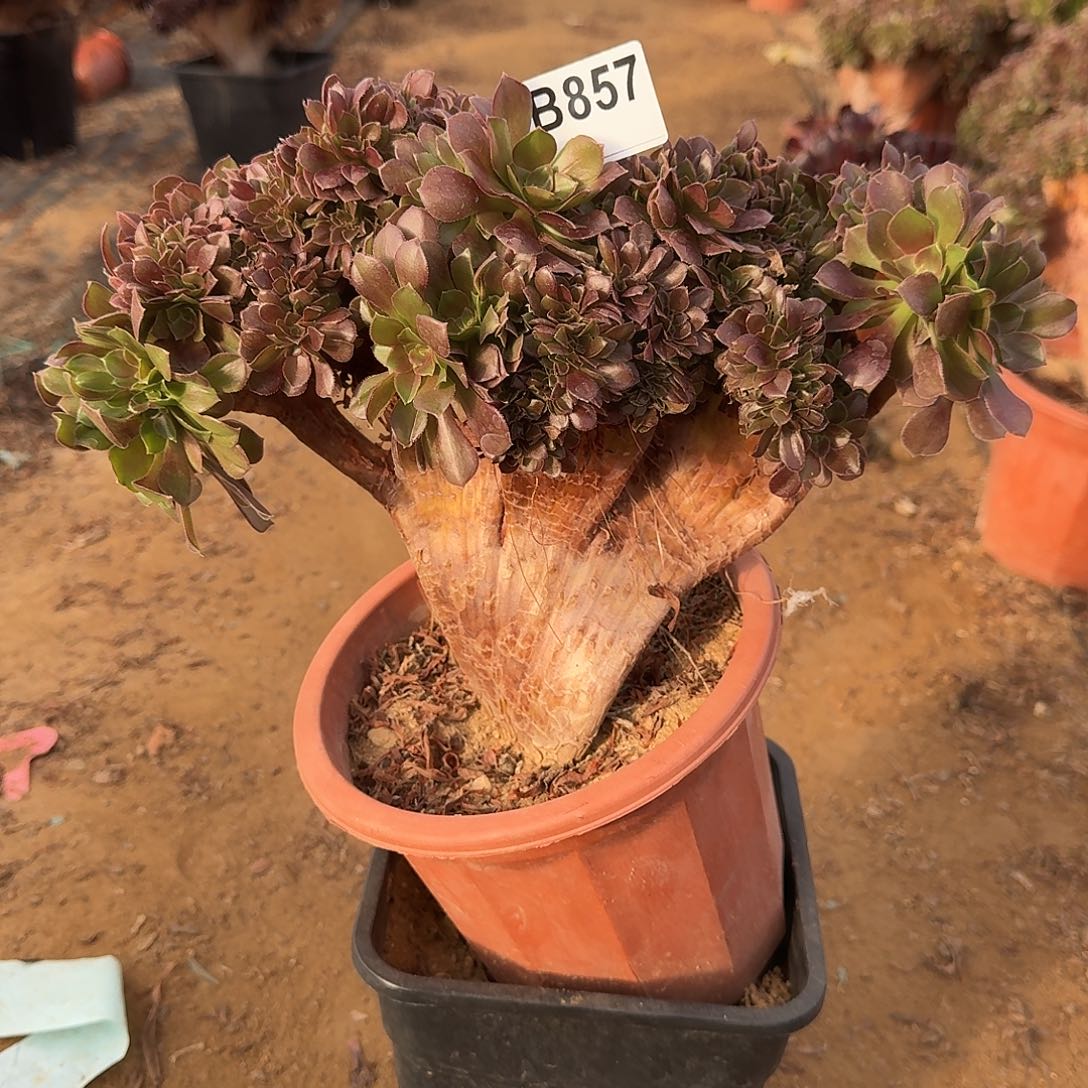 857玫瑰朵朵一颗满28包邮