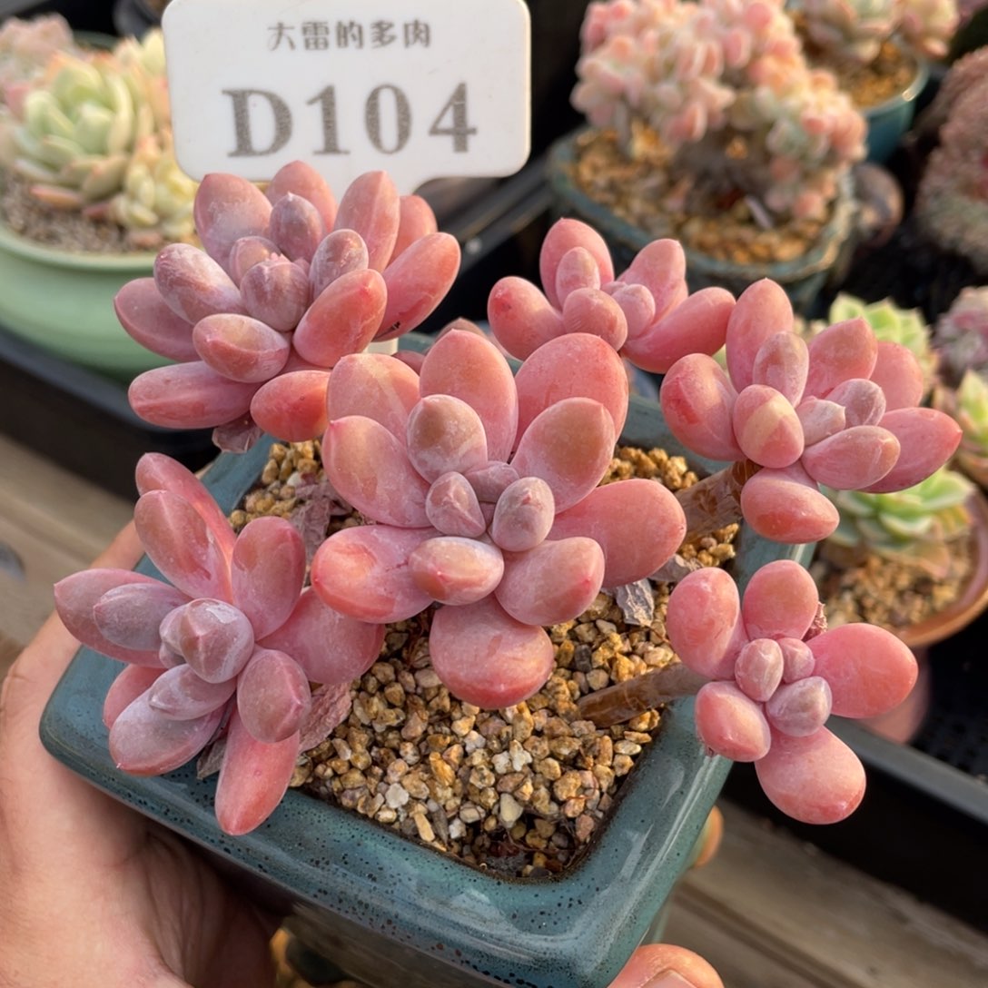 104香芋不带盆13厘米