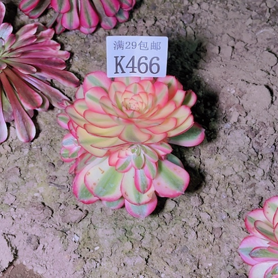 466荔枝多肉植物