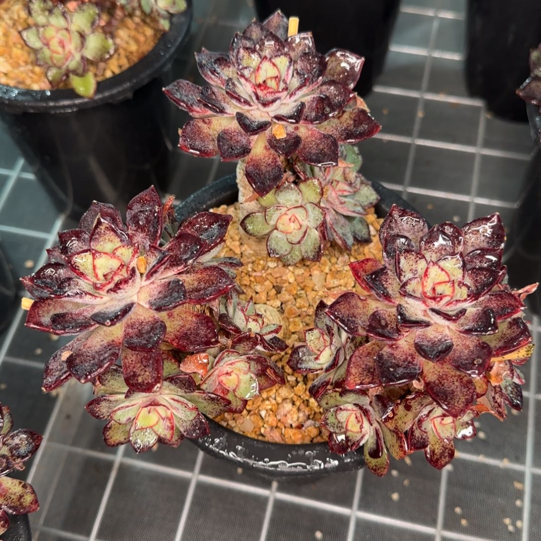 从前慢花园精选多肉里加