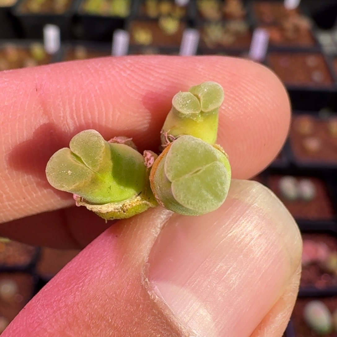 云缦新品特惠7.57粉绒窗佛肚