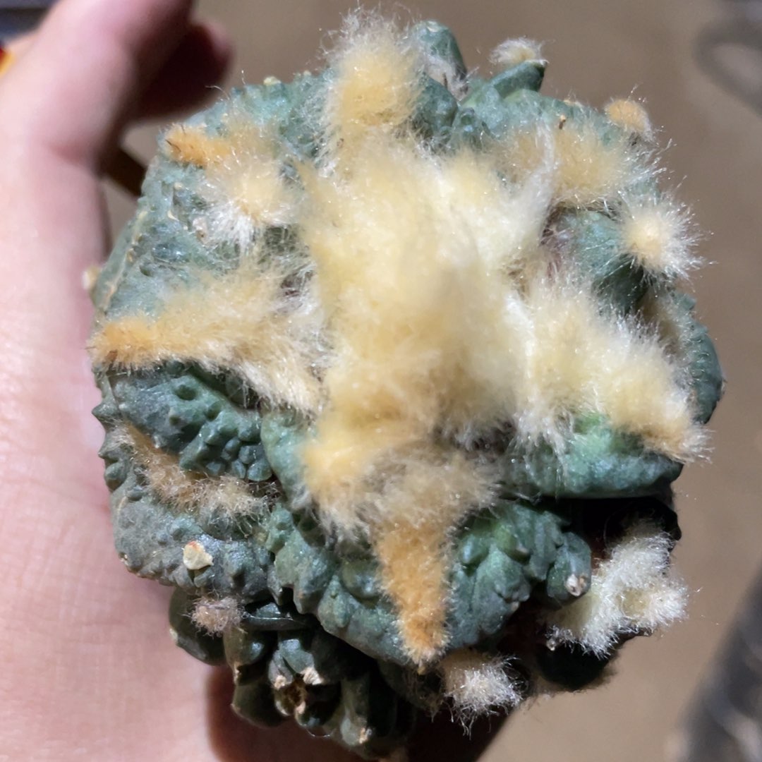 怒杂899 仙人球开花