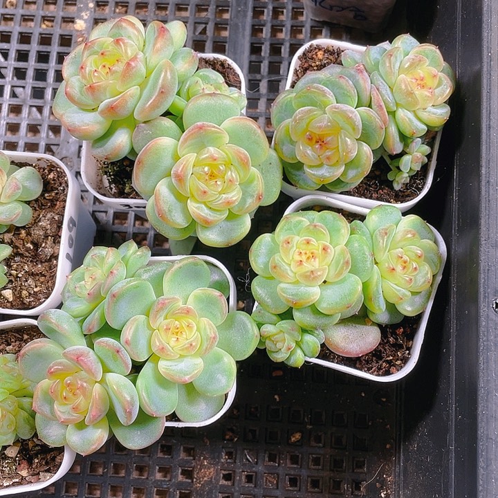 阳阳T3000状态三头盆盆一个满25包