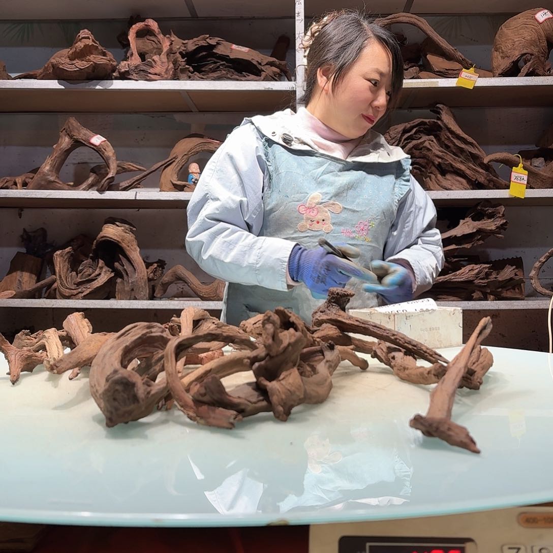 倍诸沉木不包损必褪色故**歌6580紫柚枝条