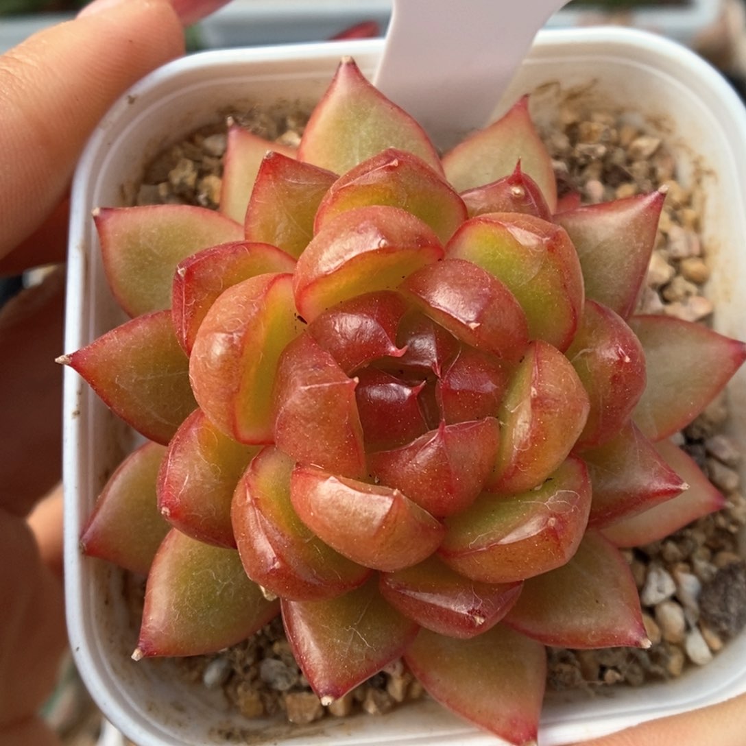 糖果珍妮可拍715号 