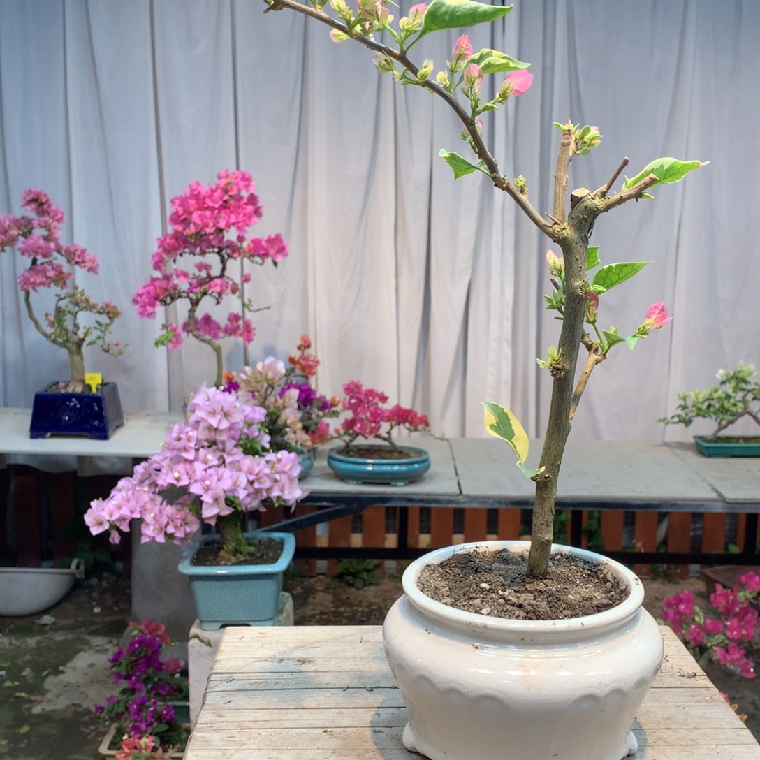 大量花朵（建议范围：8朵-15朵 或40%以上）