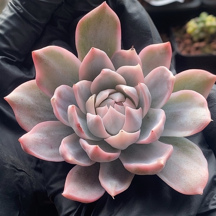 粉蓝鸟锦大单头多肉