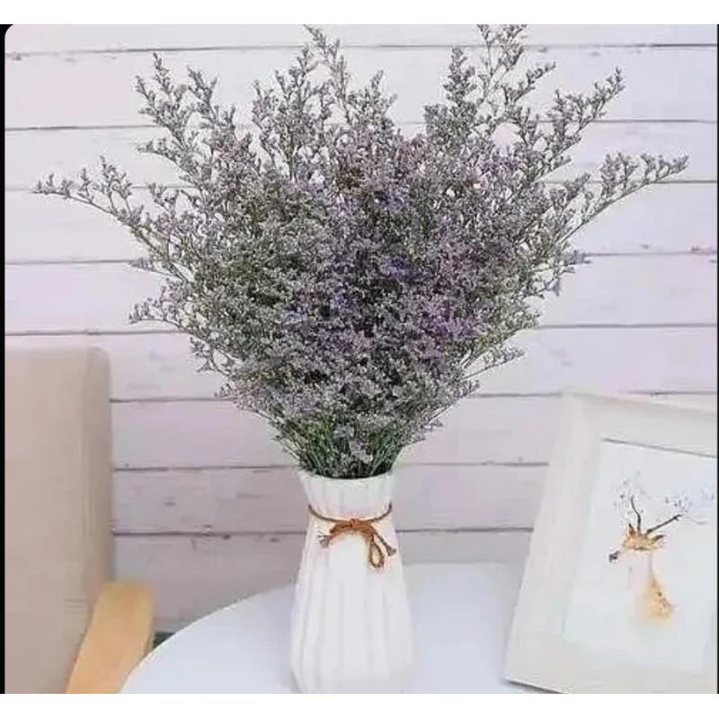 【情人草】鲜花 可做干花  云南只发 鲜切花 好养 耐养 小众高级