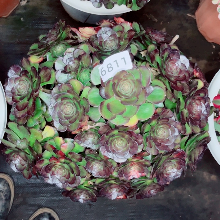 星***二海王七彩多肉发货