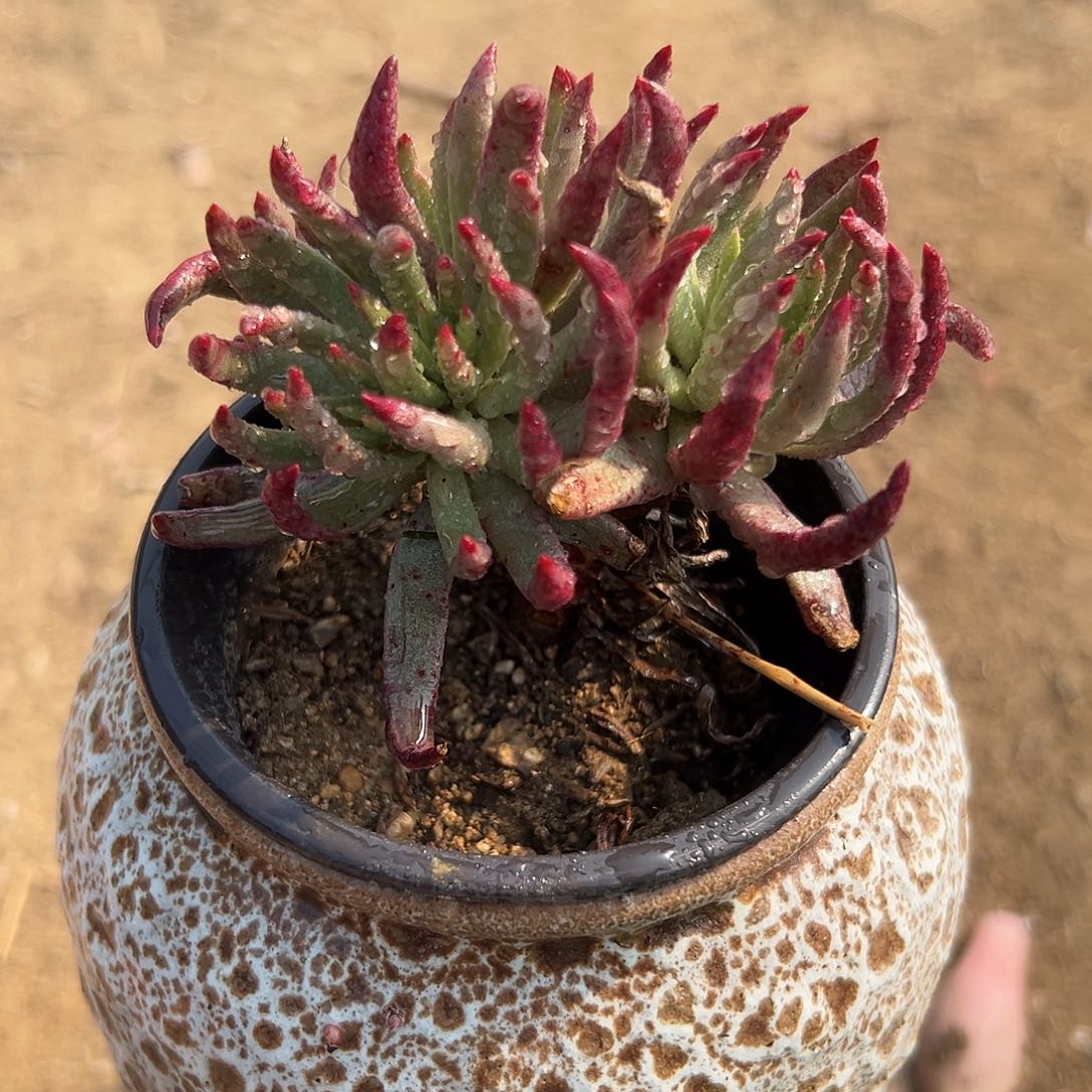多肉植物多肉植物