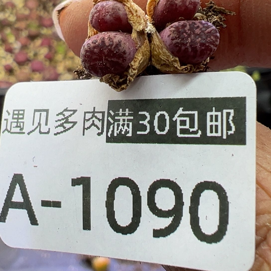 大*头多肉植物11111111111111