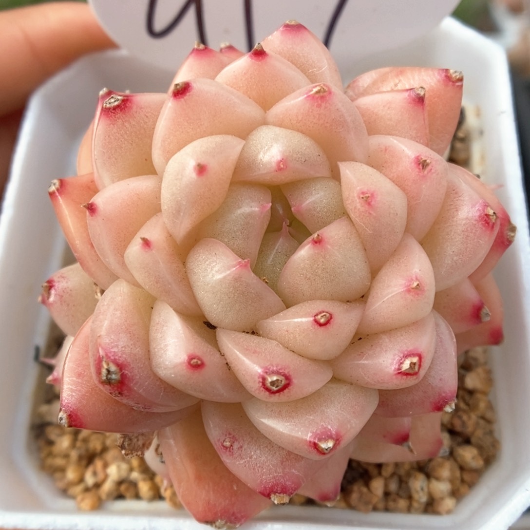 油透麦杆群生917号