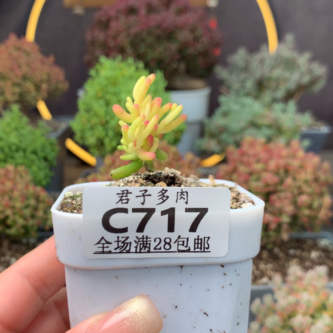 c717糖球粉锦枝干番杏