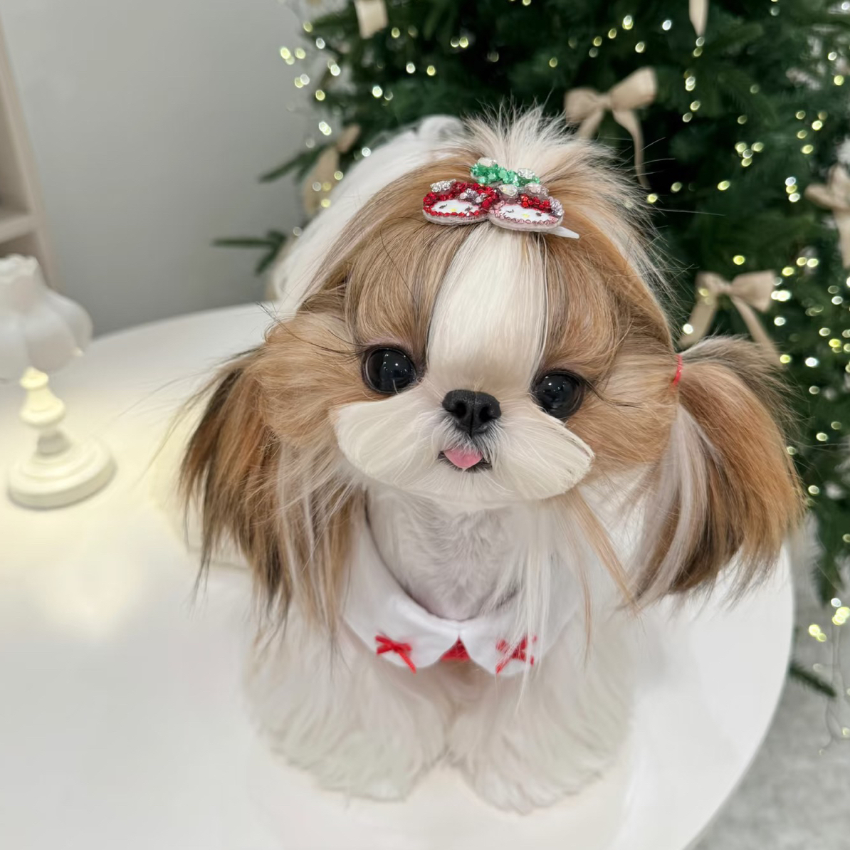 黄白花阿布索犬（拉萨本地繁殖）