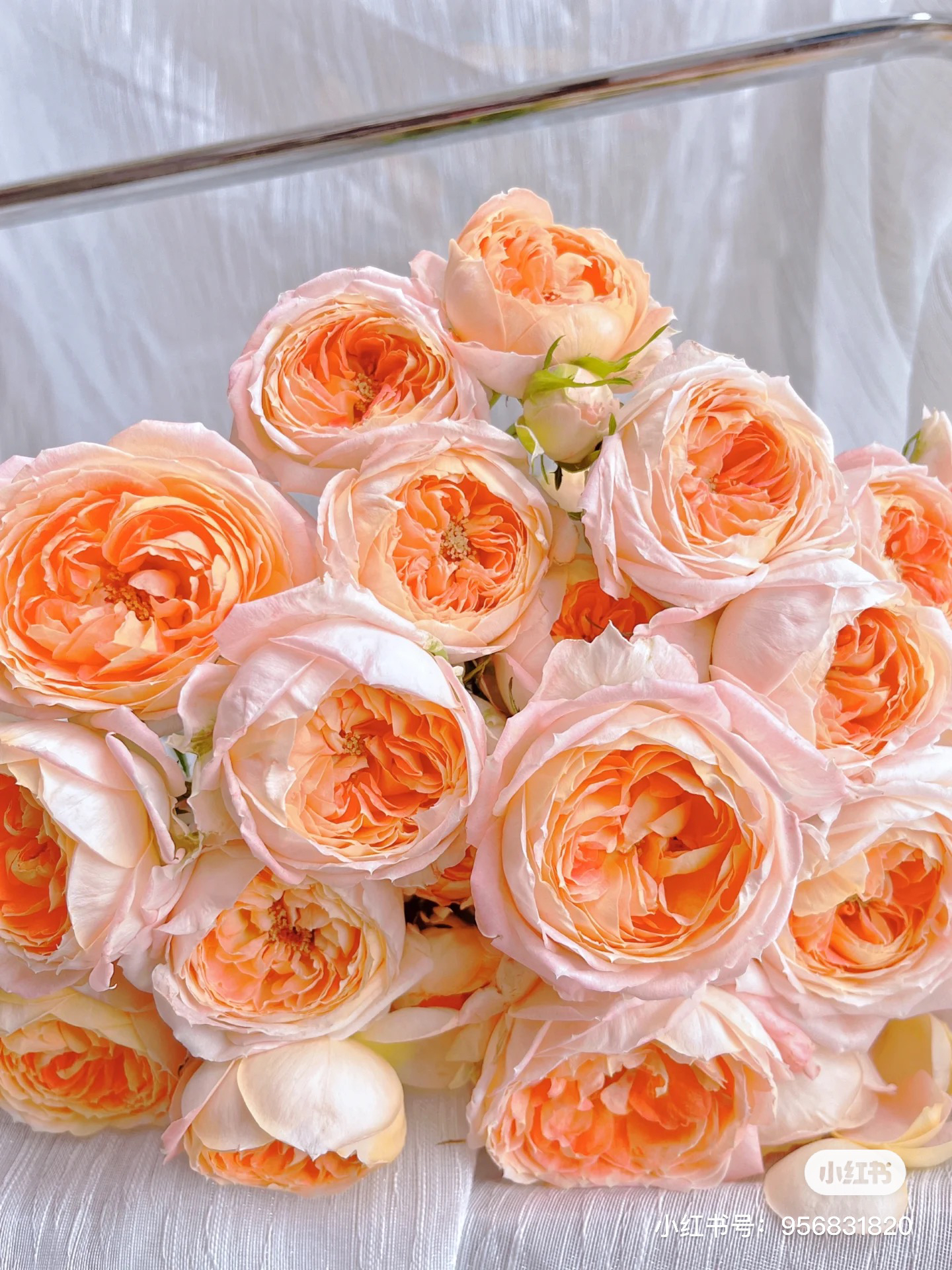 【俏夕阳】漂亮苏琪 任三单顺丰空运包邮鲜切花10支装家居插花