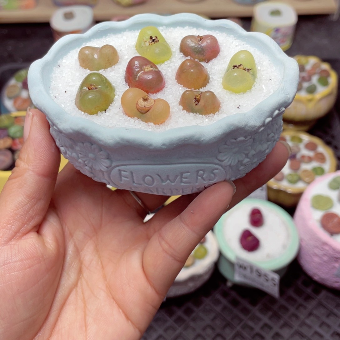 w1959 带盆土发货-零下地区拍保温箱