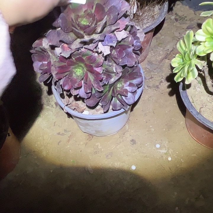 纳*力多肉法师植物链接42