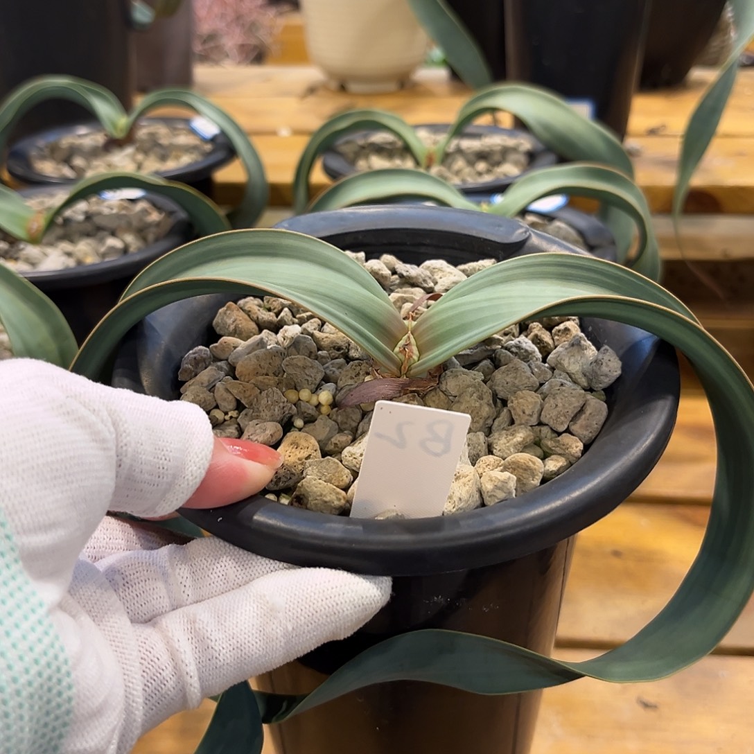 汤圆植物百岁兰好看