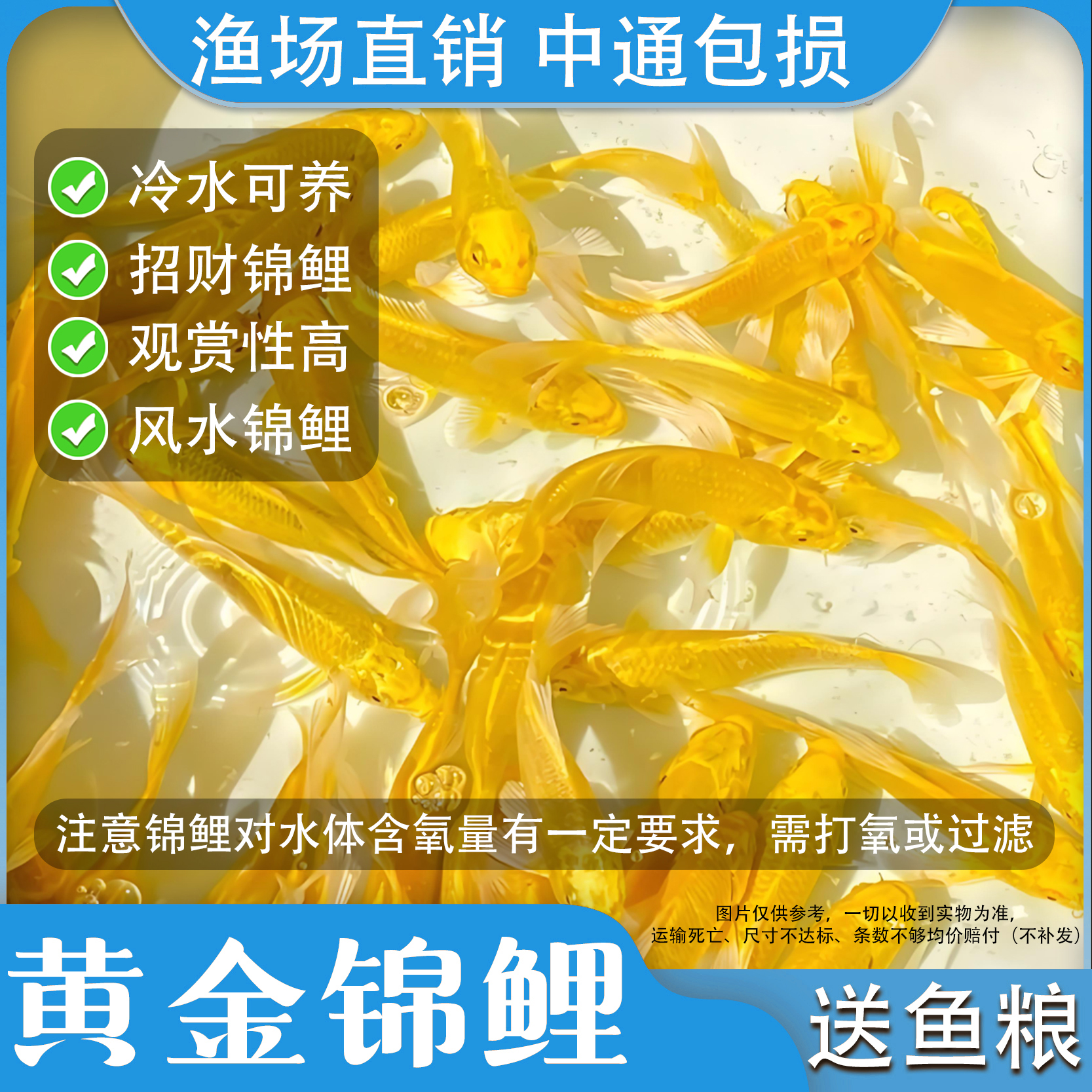 黄金锦鲤活鱼招财鱼金鱼活鱼好养耐活冷水鱼鱼苗活体小金鱼观赏鱼
