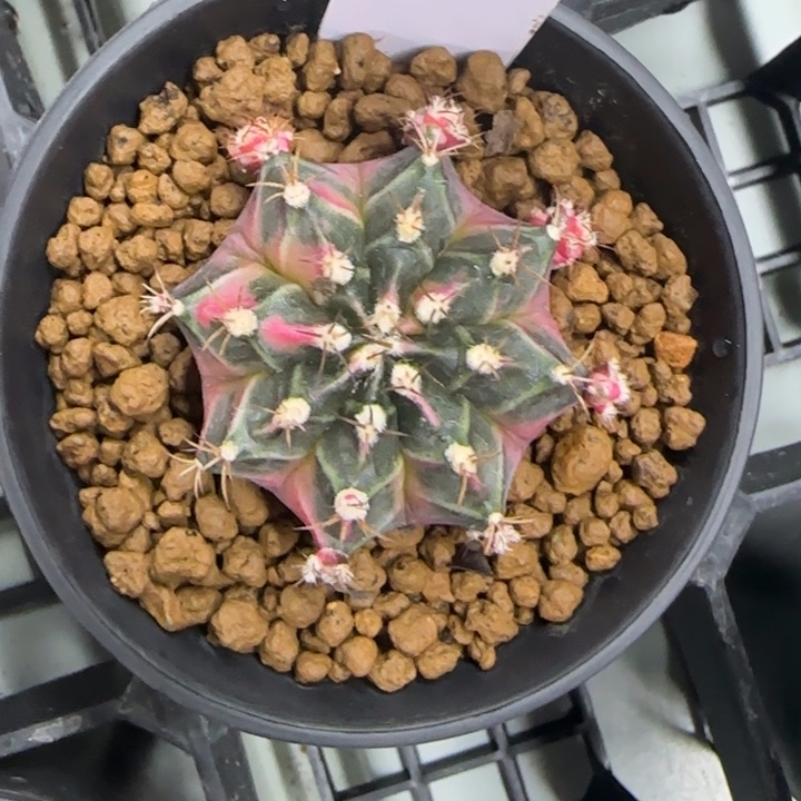 54-0208脱土发多肉