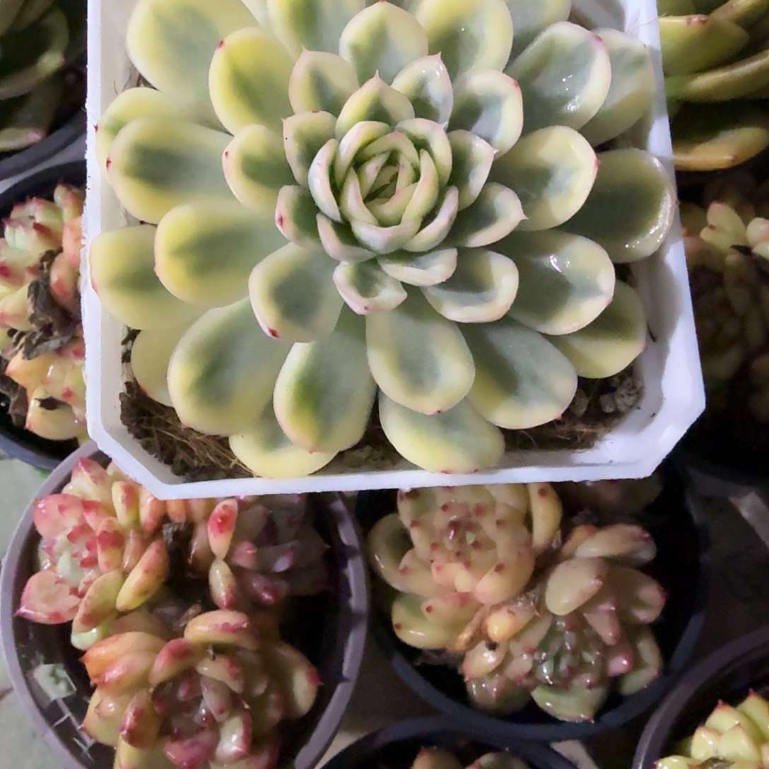 草莓冰锦多肉植物