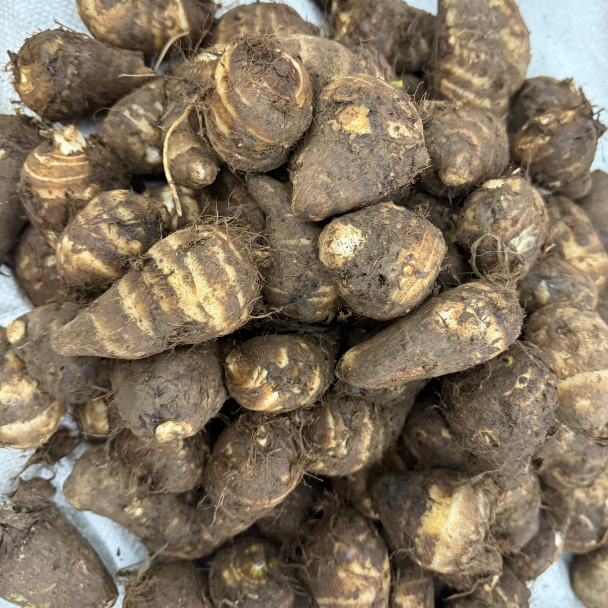 新鲜农家小芋头（大小不一，介意勿拍）