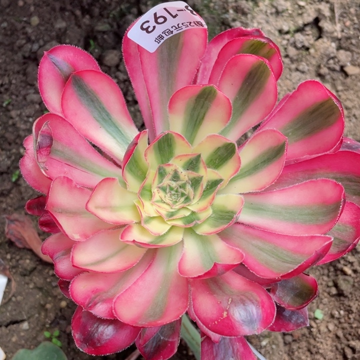 193爱丽思嫁接多肉