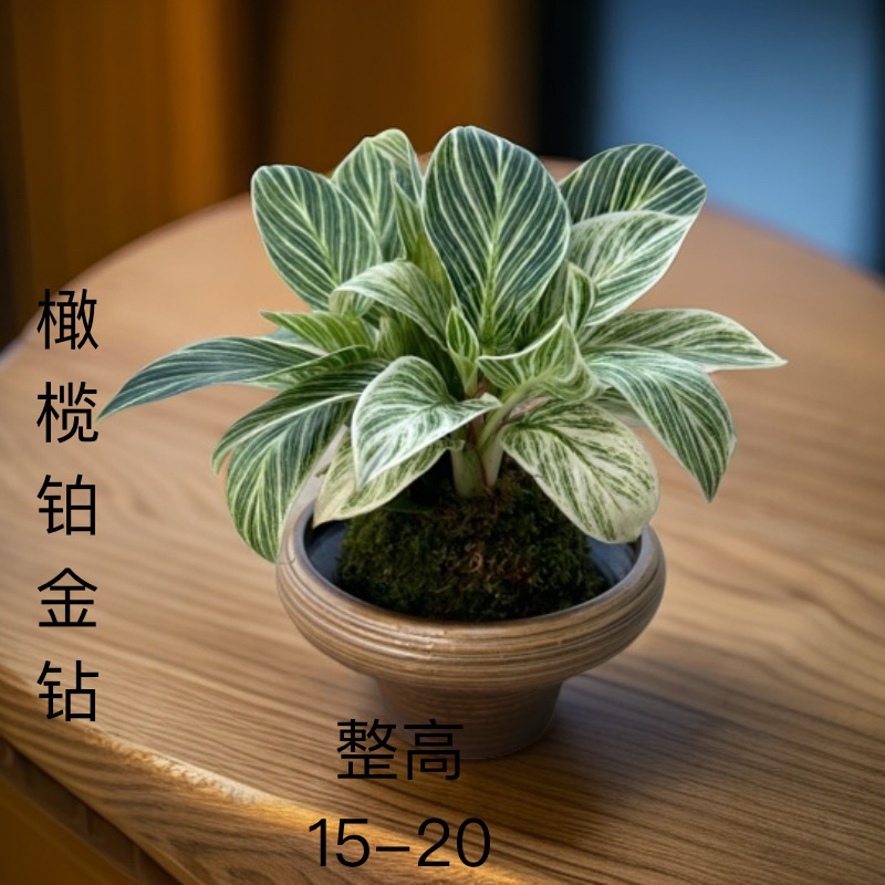 苔藓球【橄榄铂金钻】室内桌面耐阴净化空气四季好养活盆栽