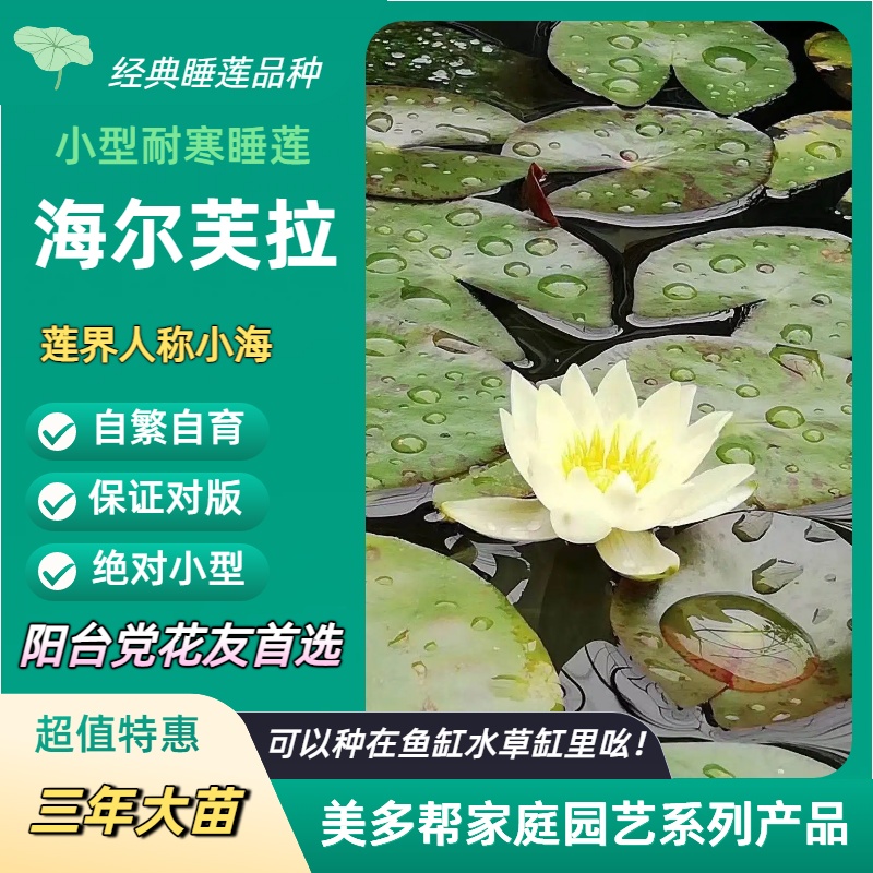 小型微型耐寒睡莲小海水莲碗莲荷花种子香水莲阳台花园打造用品