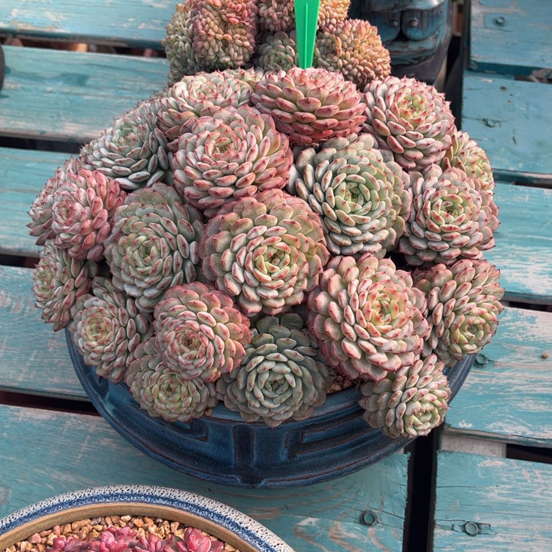 一物一拍多肉植物