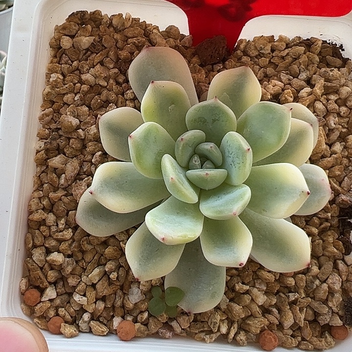701号绿爪锦多肉植物