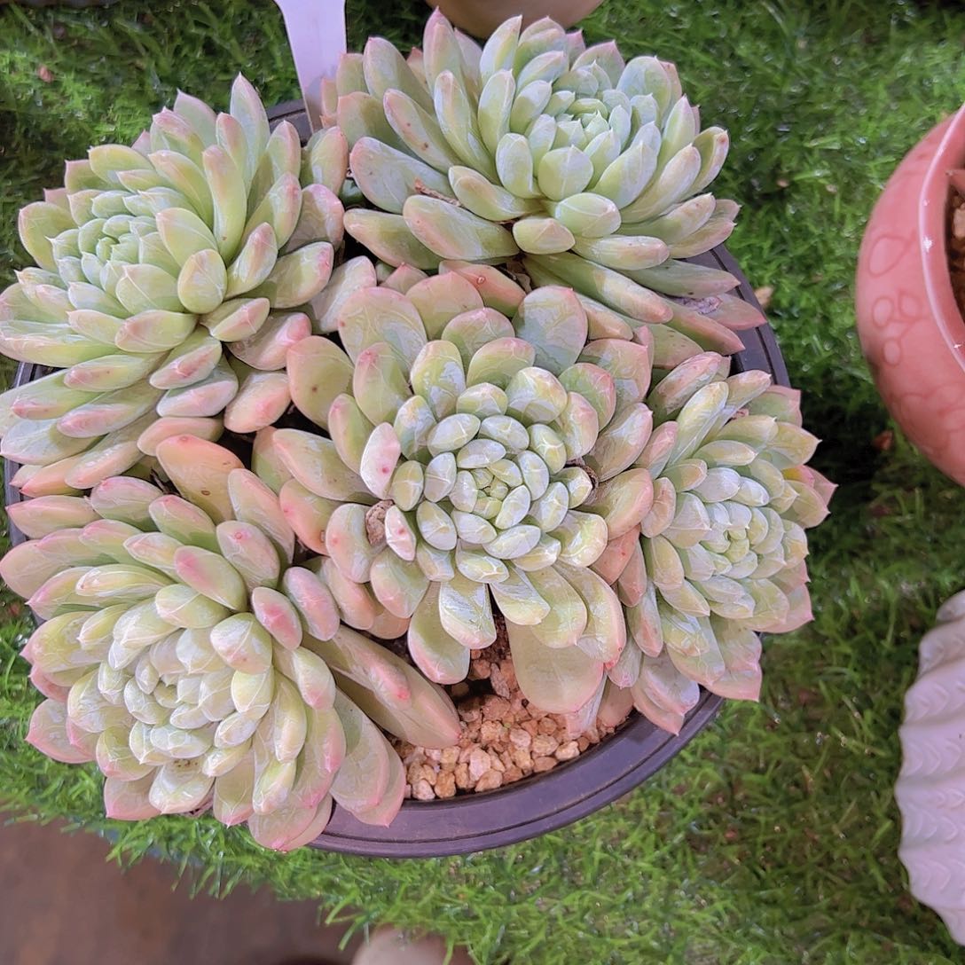 妍**意536百搭翡翠28元元元