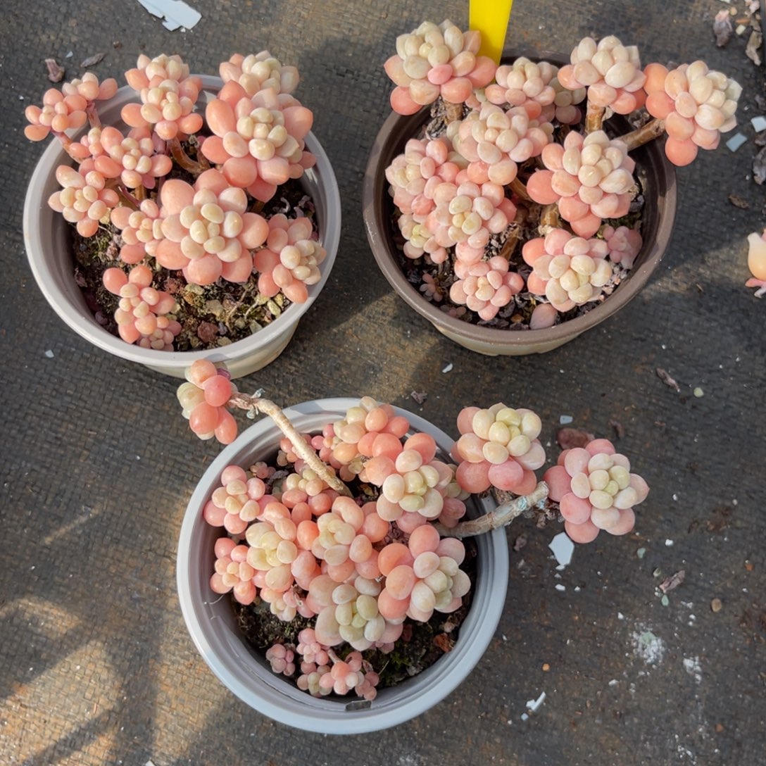 云尘多肉一物一拍不包整281