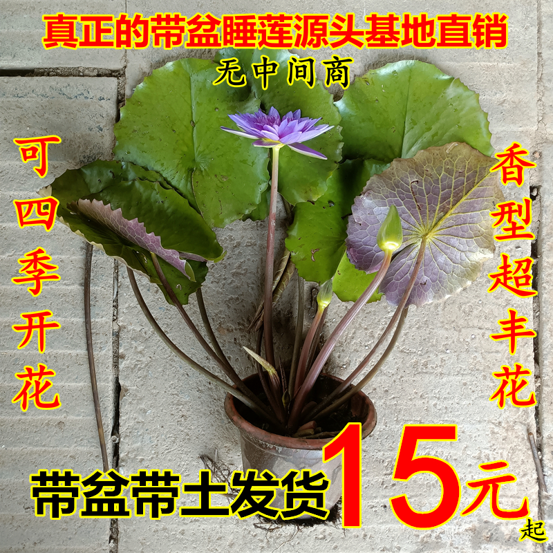 香睡莲荷花莲花原土原盆带花苞成品四季开花水养池塘阳台水生植物