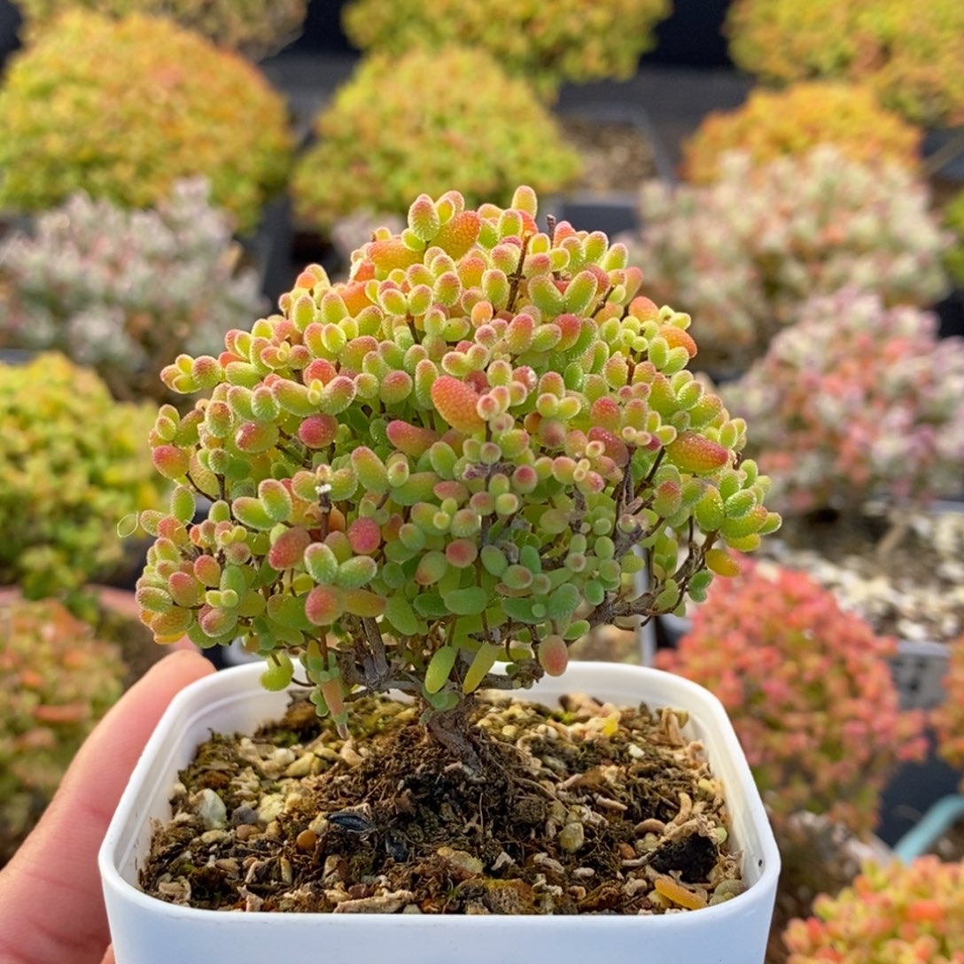 王***n399蜜橘糖球 。        