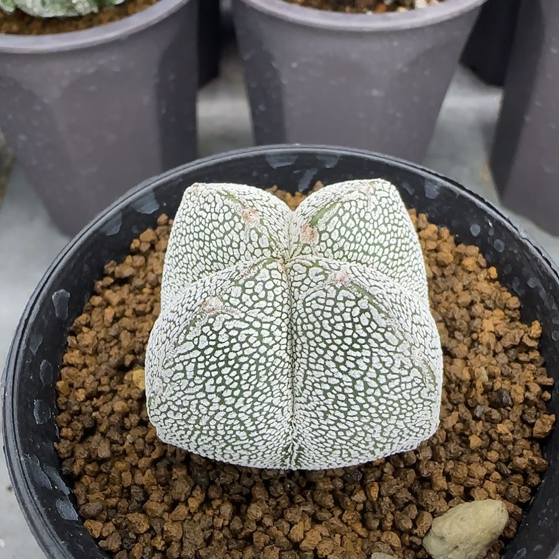 实生恩冢鸾凤玉四角001