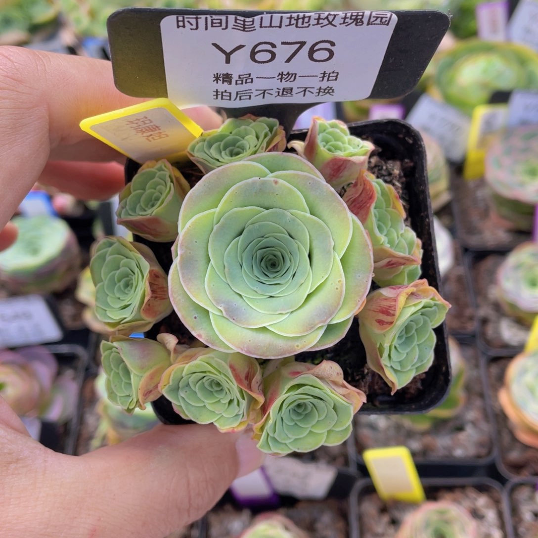 玥康妲多肉676一物一拍