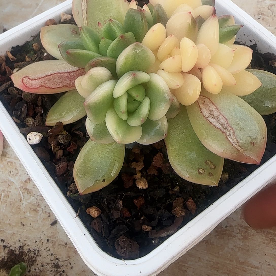 ?**零柒零零 多肉植物