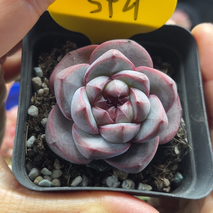 赤血珍妮单头5929