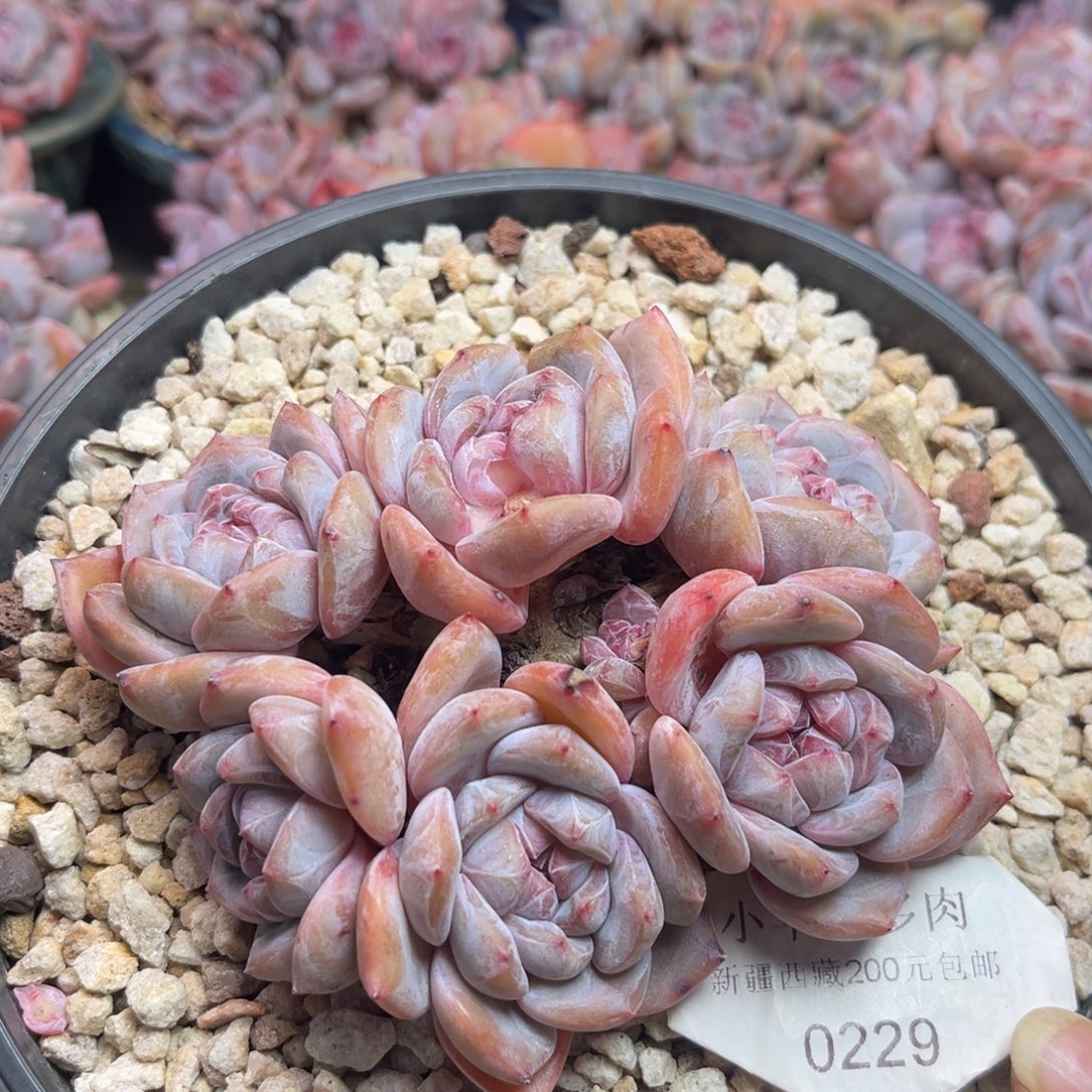 绿底紫心229/12cm6头