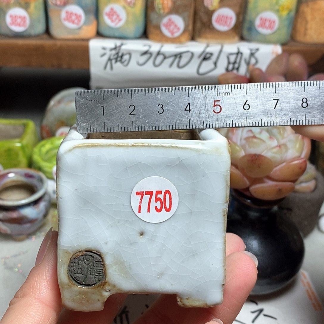 红陶拍5送一个小