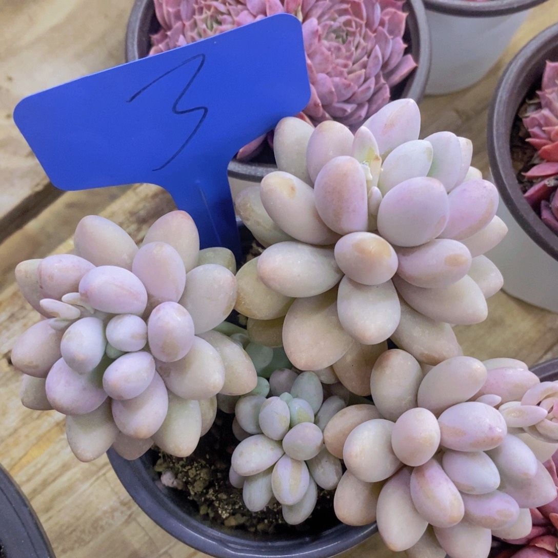 多肉植物，活动专场