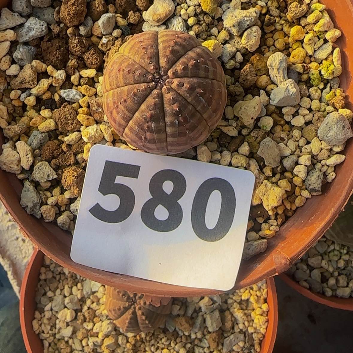 【闪购商品】8*块根植物