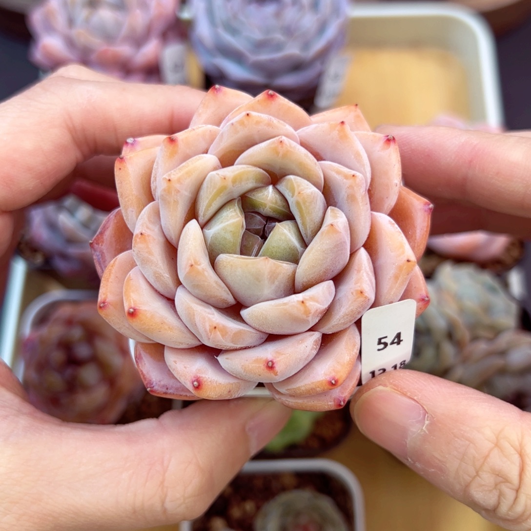 好好看54、哈哈哈哈